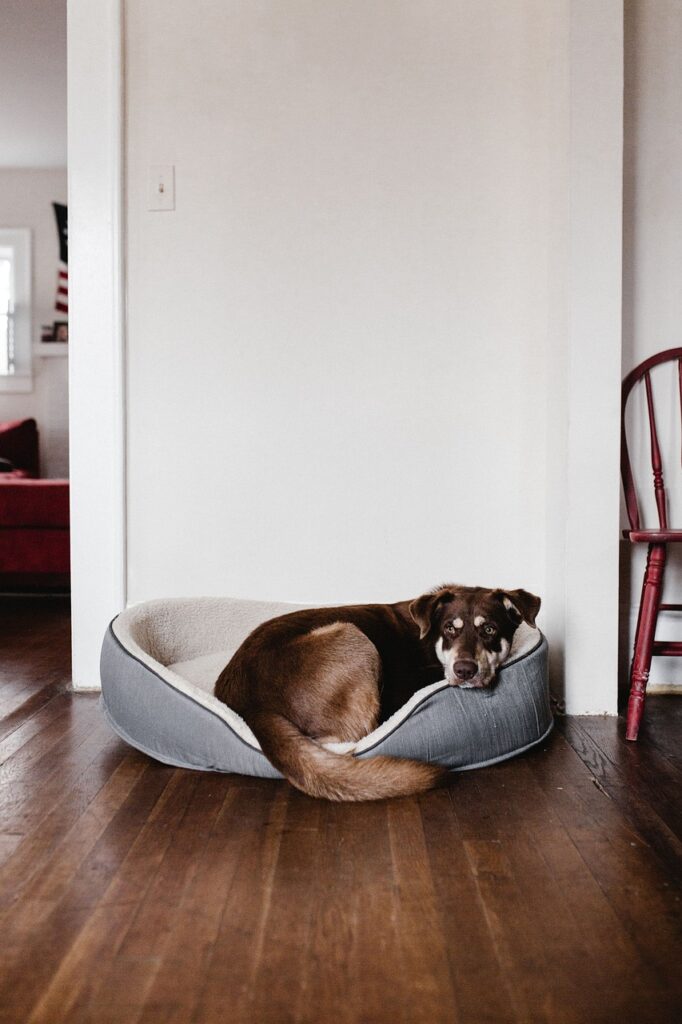house, inside, indoor, wall, wooden, floor, dog, animal, nature, pet, brown dog, brown house, brown wall